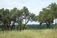 Hill Country View